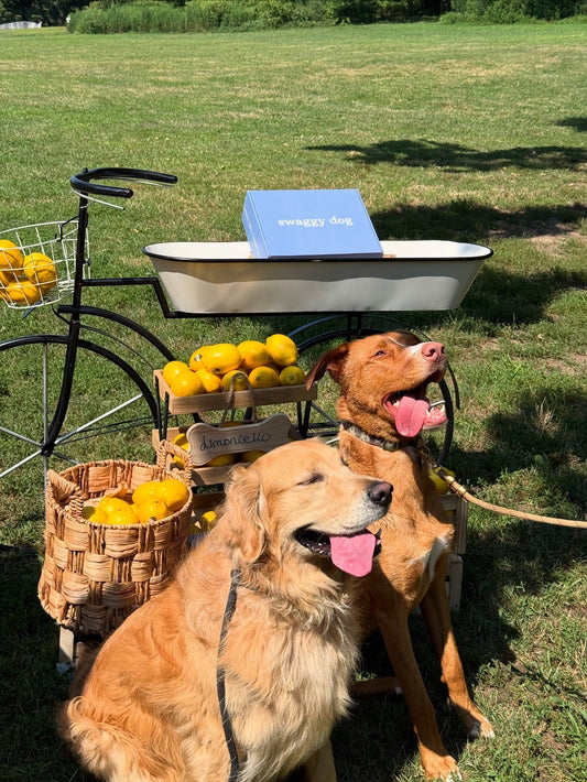 Swaggy Dog Summer Pop Ups - Swaggy Dog