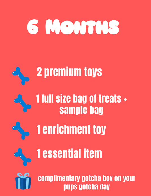 6 month plan - Swaggy Dog